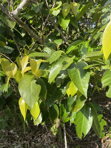 Merrilliodendron megacarpum observed 2025-03-12