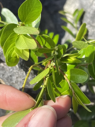 Phyllanthus marianus observed 2025-03-12