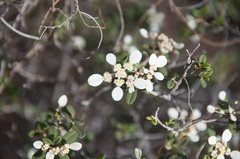 Spyridium phlebophyllum