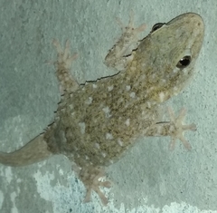 Tarentola mauritanica mauritanica