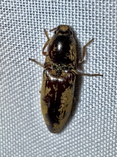 Propsephus, 2025-03-15