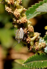 Eudolycoris alluaudi