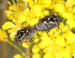 Eurydema lundbladi