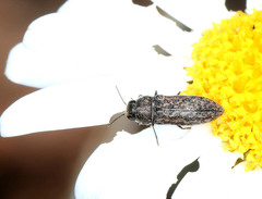 Acmaeodera cisti