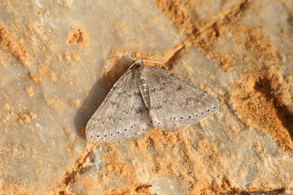 Aleucis orientalis
