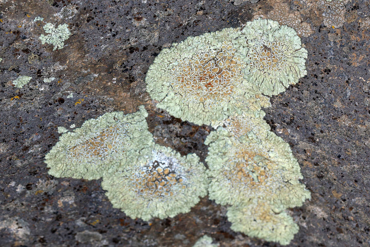 Protoparmeliopsis muralis