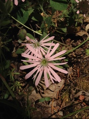 Silene hookeri