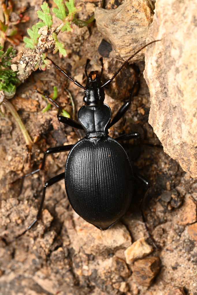 Notched Snail-eating Beetle