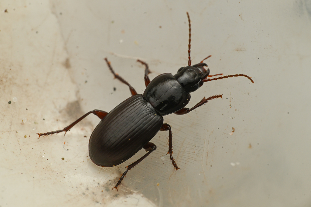 Pterostichus menetriesii