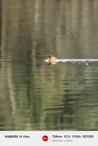 Little Grebe