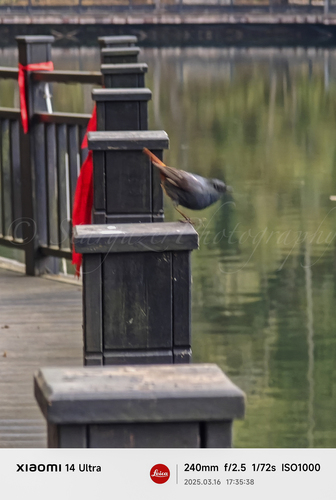 Plumbeous Water Redstart