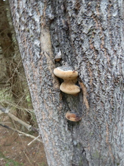 Phellinus populicola