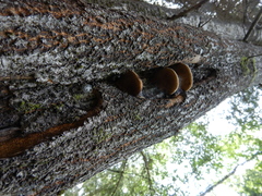 Phellinus populicola