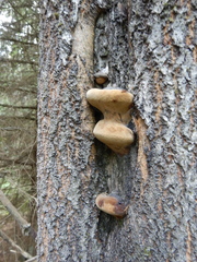 Phellinus populicola