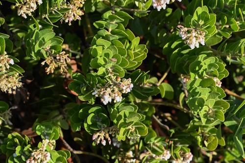 Santa Rosa Island manzanita (Arctostaphylos confertiflora)