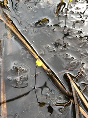 Utricularia geminiscapa