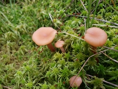 Laccaria longipes