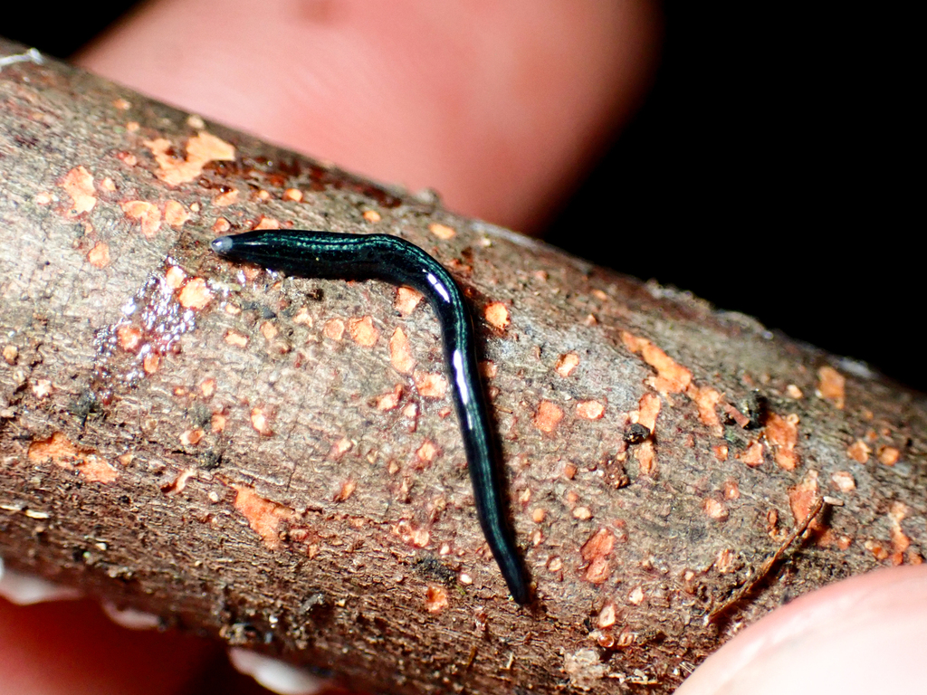 Parakontikia coxii from Deep Pass, Newnes Plateau NSW, Australia on ...