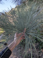 Pinus torreyana ssp. insularis
