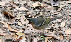 Fringilla coelebs canariensis