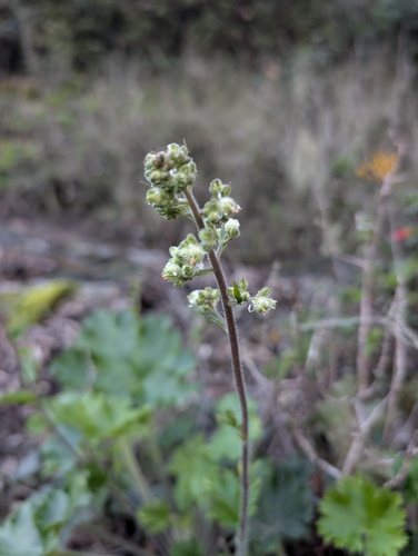 Heuchera maxima, photograph 2