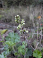 Heuchera maxima, photograph (c) Trevor Van Loon, some rights reserved (CC BY)