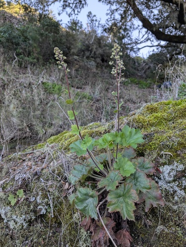 island alumroot (Heuchera maxima)