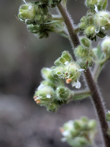 Heuchera maxima, photograph 3