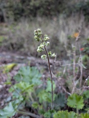 Heuchera maxima, photograph (c) Trevor Van Loon, some rights reserved (CC BY)