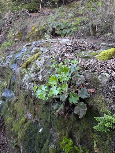 Heuchera maxima, photograph 5