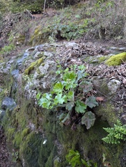 Heuchera maxima, photograph (c) Trevor Van Loon, some rights reserved (CC BY)