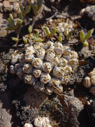 Conophytum ficiforme