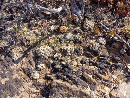 Conophytum ficiforme