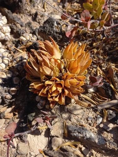 Haworthia reticulata