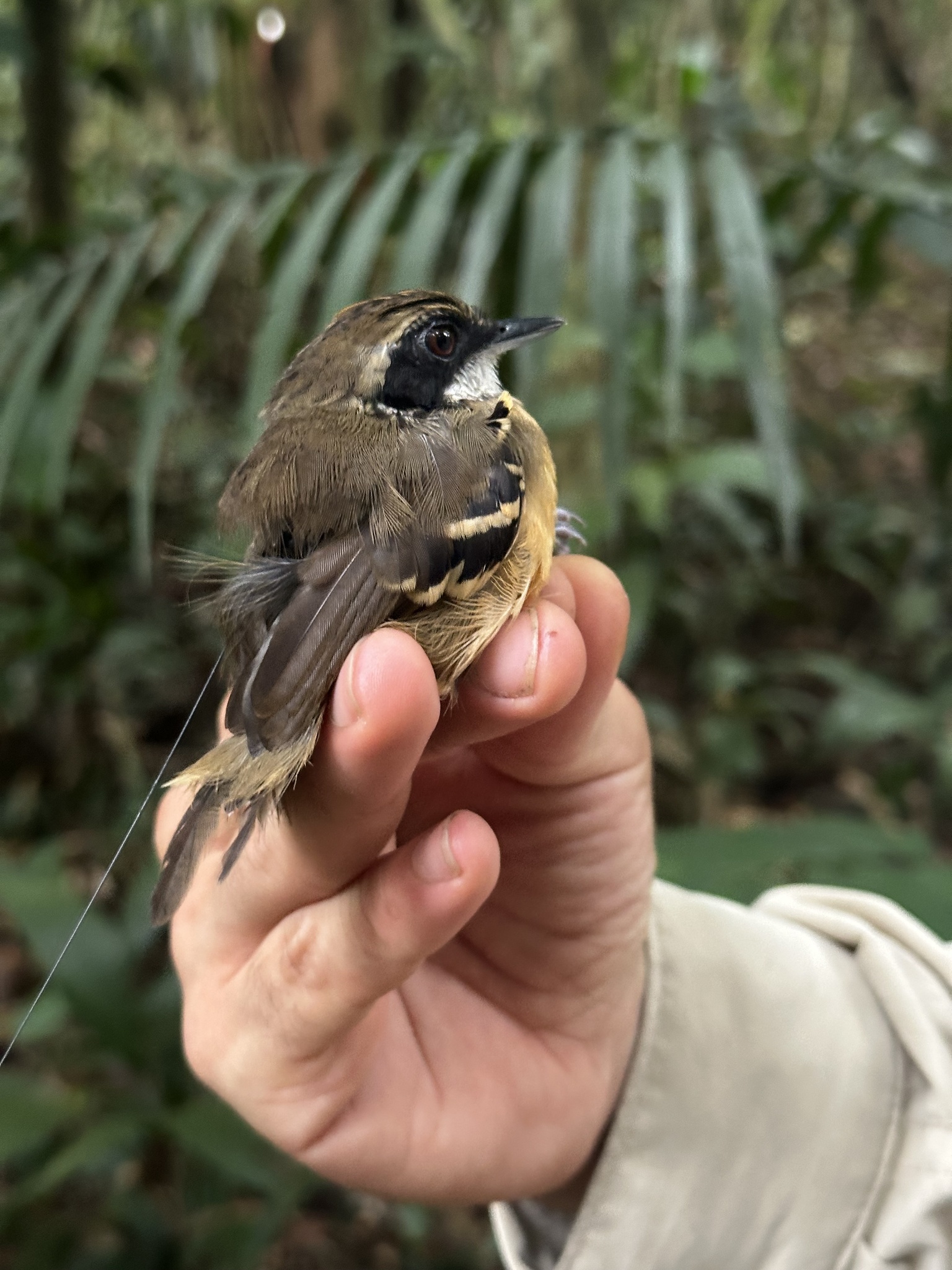 Black-faced Antbird (Myrmoborus myotherinus), photo 2