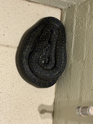 Diamond Python sighting