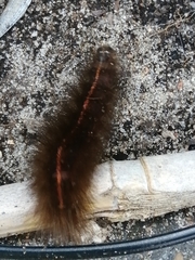 Spilosoma lubricipeda