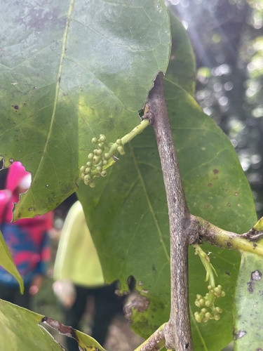 Merrilliodendron megacarpum observed 2025-03-12