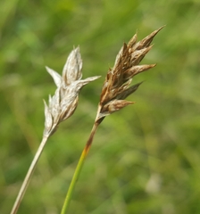 Carex pansa