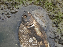 Carpiodes cyprinus