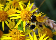 Leucozona lucorum