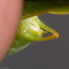 Microcentrum californicum