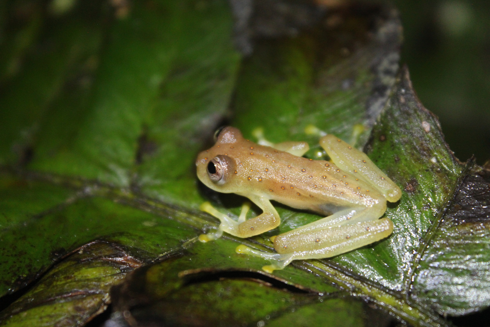 Lynch's Cochran Frog photo 3