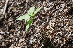 Chloranthus serratus