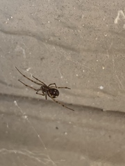 Steatoda