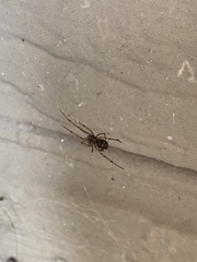 Steatoda