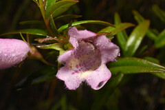 Agalinis lanceolata