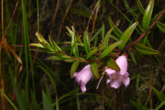 Agalinis lanceolata, photograph (c) Anders Hastings, some rights reserved (CC BY)