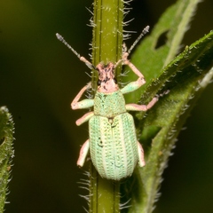 Compsus auricephalus