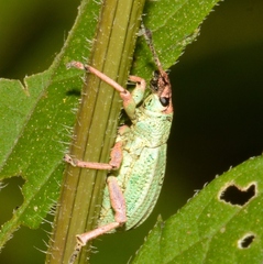 Compsus auricephalus